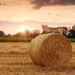 Sennik Rolnictwo znaczenie snu