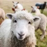 Sennik Owce znaczenie snu