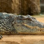 Sennik Krokodyl znaczenie snu
