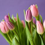 Sennik Tulipany znaczenie snu