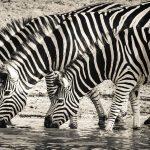 Sennik Zebra znaczenie snu